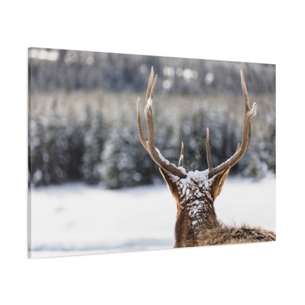91638-255.jpg Deer Portrait From Behind Standard Canvas