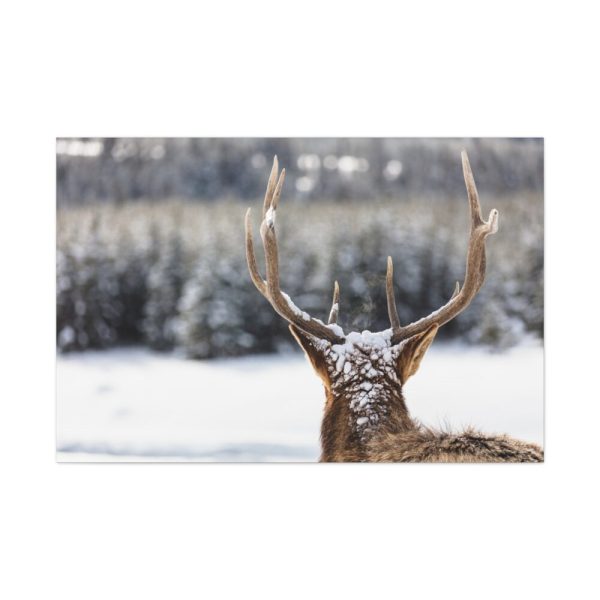 91638-256.jpg Deer Portrait From Behind Standard Canvas
