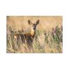 91638-261.jpg Roe Deer Standard Canvas