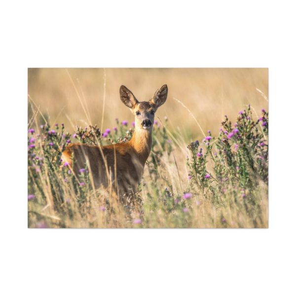 91638-261.jpg Roe Deer Standard Canvas