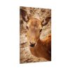 91655-152.jpg Roe Deer in Nature Standard Canvas