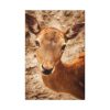 91655-153.jpg Roe Deer in Nature Standard Canvas