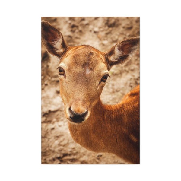 91655-153.jpg Roe Deer in Nature Standard Canvas