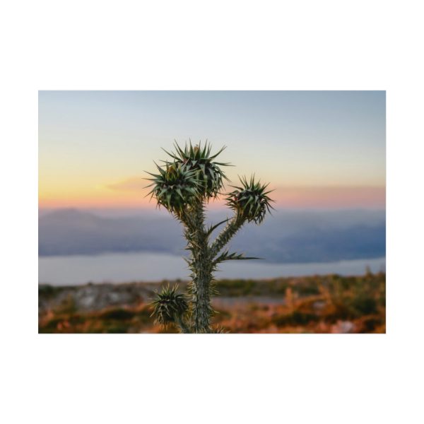 92408-170.jpg Sunset With Cactus Poster