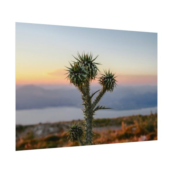 92408-172.jpg Sunset With Cactus Poster
