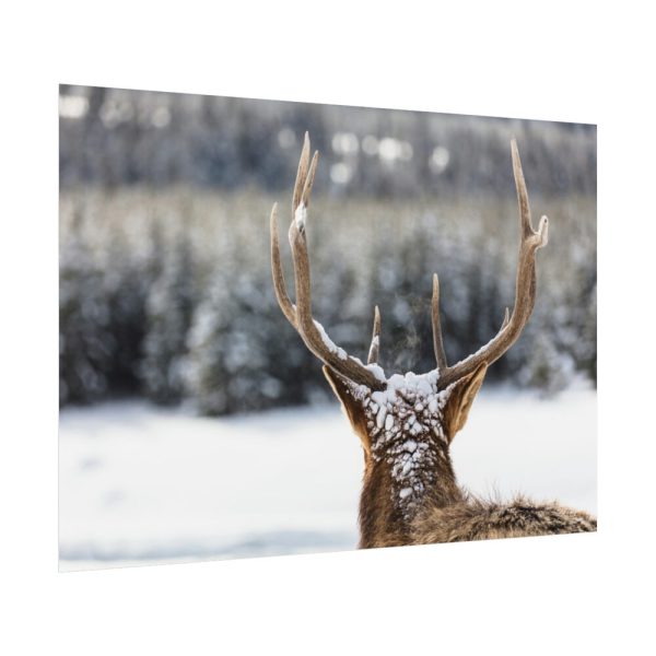92408-307.jpg Deer Portrait From Behind Poster