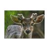 92408-310.jpg Deer With Small Horns Poster