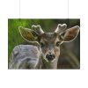 92408-311.jpg Deer With Small Horns Poster