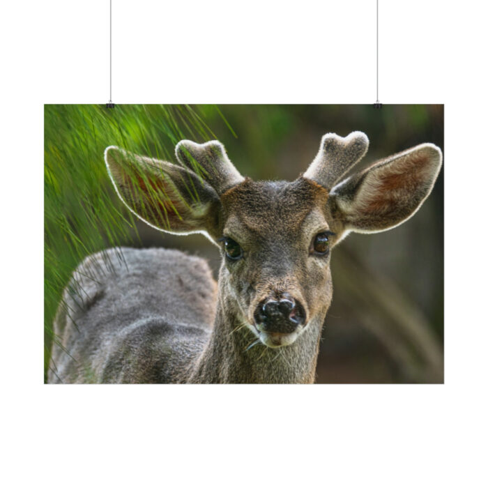 Deer With Small Horns Poster - Image 2