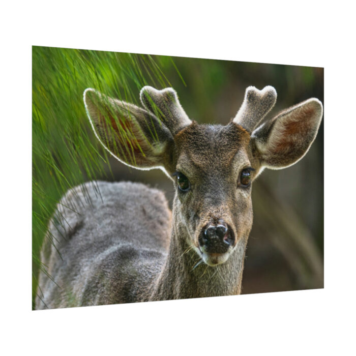 Deer With Small Horns Poster - Image 3