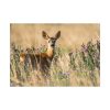 92408-320.jpg Roe Deer Poster