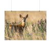 92408-321.jpg Roe Deer Poster