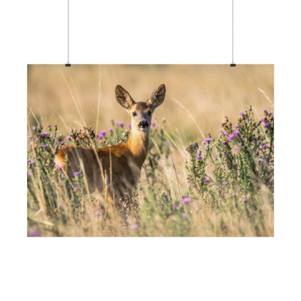 92408-321.jpg Roe Deer Poster