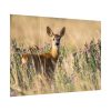 92408-322.jpg Roe Deer Poster