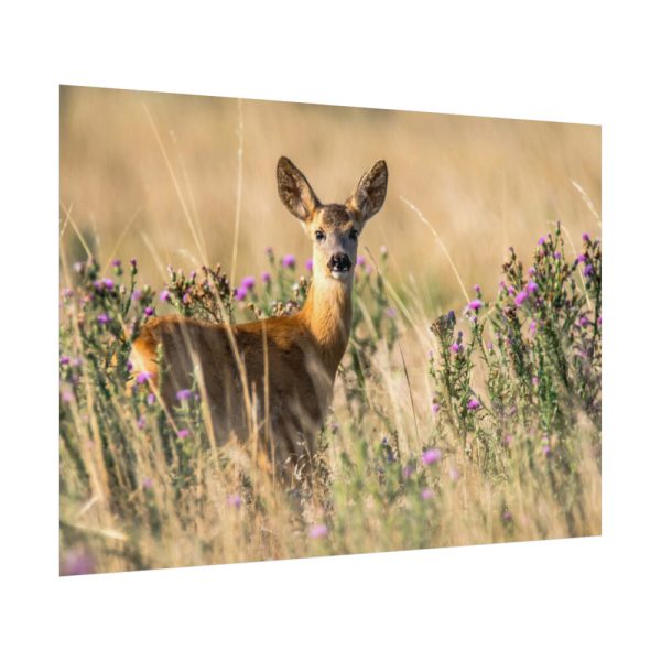 92408-322.jpg Roe Deer Poster