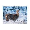 92408-330.jpg Deer In The Forest Poster