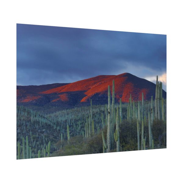 Desert With Cactus Poster