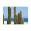 92409-205.jpg Cactus on the Beach Poster