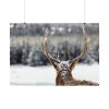 92409-301.jpg Deer Portrait From Behind Poster