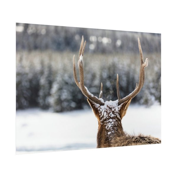 92409-302.jpg Deer Portrait From Behind Poster