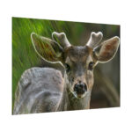 Deer With Small Horns Poster - Image 8