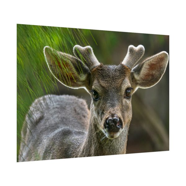 92409-307.jpg Deer With Small Horns Poster