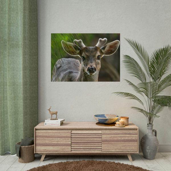 92409-308.jpg Deer With Small Horns Poster