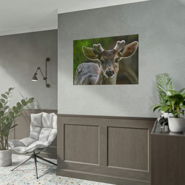92409-309.jpg Deer With Small Horns Poster