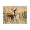 92409-315.jpg Roe Deer Poster