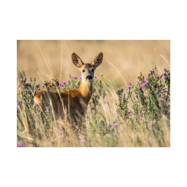 92409-315.jpg Roe Deer Poster