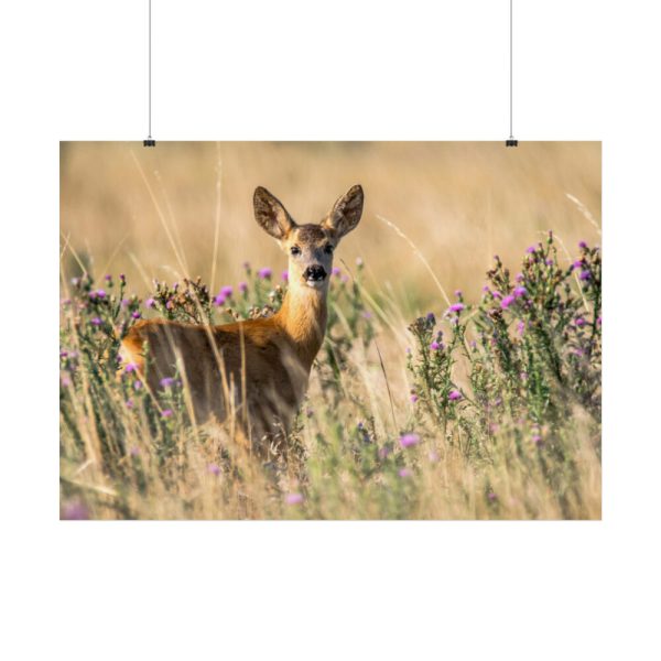 92409-316.jpg Roe Deer Poster