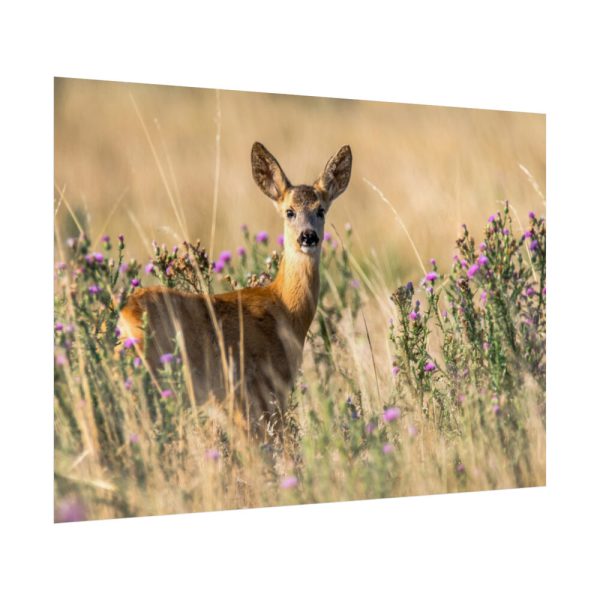 92409-317.jpg Roe Deer Poster