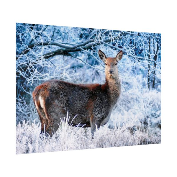 92409-327.jpg Deer In The Forest Poster