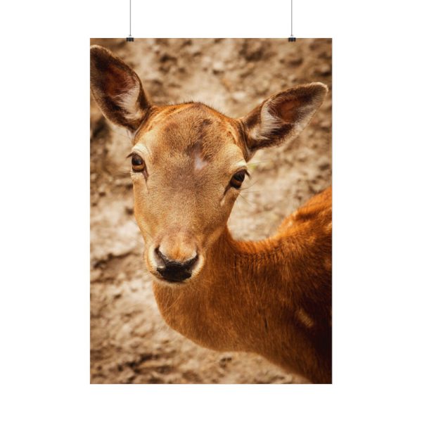 92410-206.jpg Roe Deer in Nature Poster