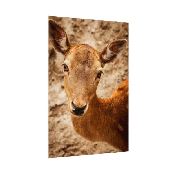 92410-207.jpg Roe Deer in Nature Poster