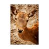 92411-205.jpg Roe Deer in Nature Poster