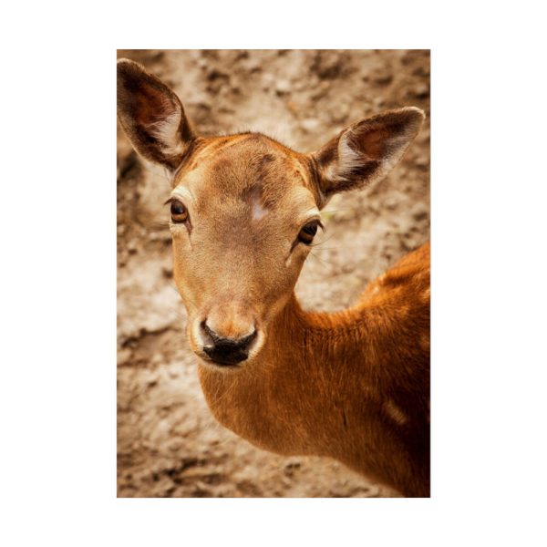 92411-205.jpg Roe Deer in Nature Poster