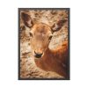 93831-160.jpg Roe Deer in Nature Framed Poster