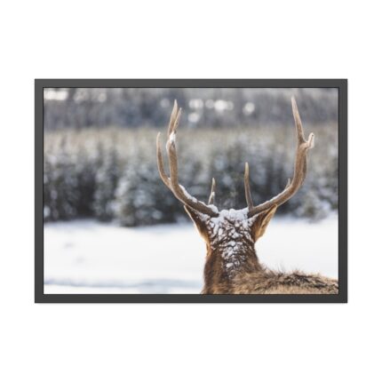 Deer Portrait From Behind Framed Poster