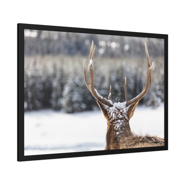 93854-233.jpg Deer Portrait From Behind Framed Poster