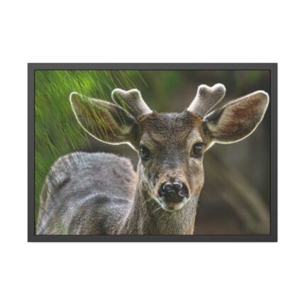 Deer With Small Horns Framed Poster