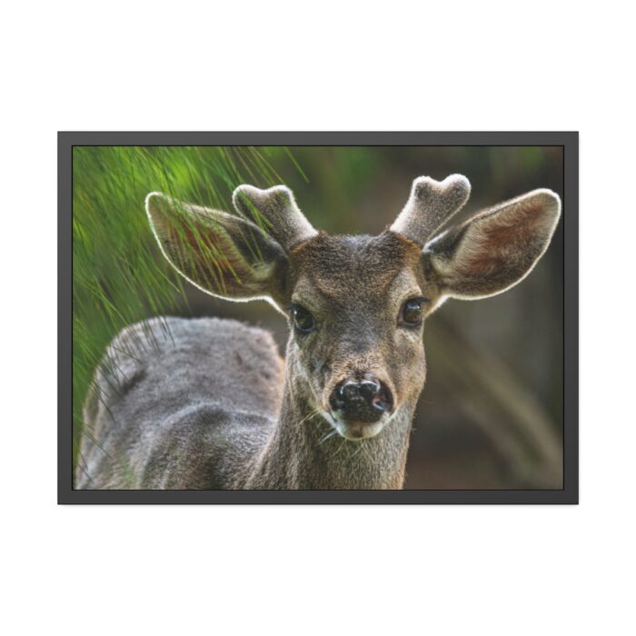 Deer With Small Horns Framed Poster - Image 1