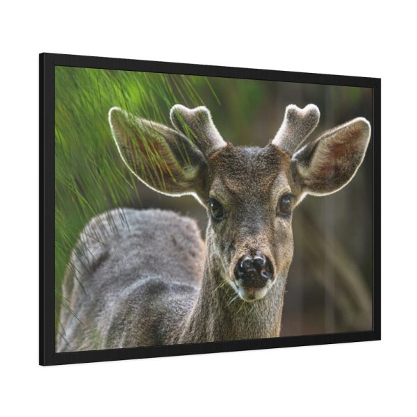 93854-237.jpg Deer With Small Horns Framed Poster
