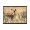 93854-244.jpg Roe Deer Framed Poster