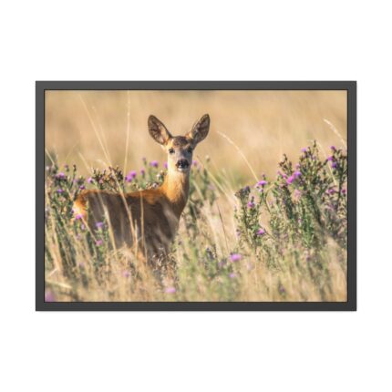 Roe Deer Framed Poster