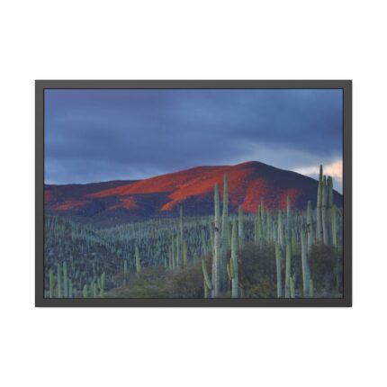 Desert With Cactus Framed Poster