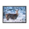 93855-271.jpg Deer In The Forest Framed Poster