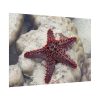 Red Knobbed Starfish Poster