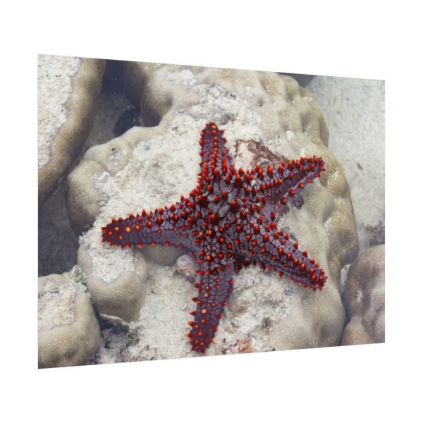Red Knobbed Starfish Poster