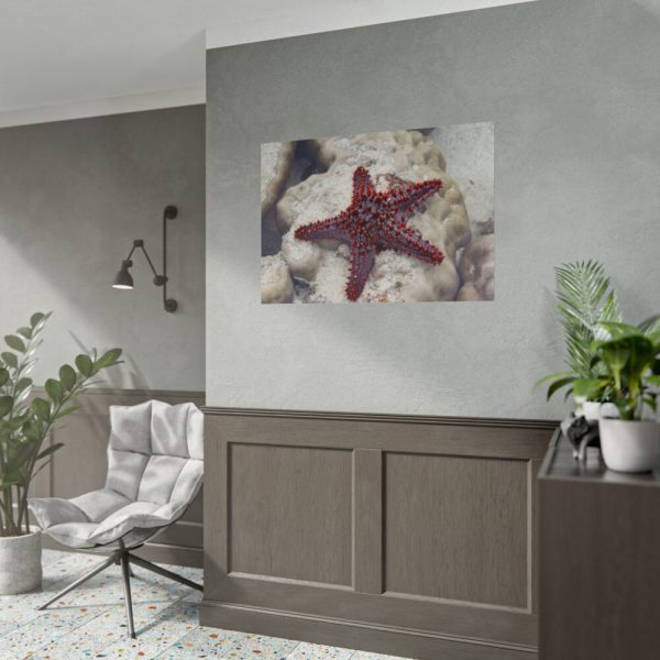 Red Knobbed Starfish Poster